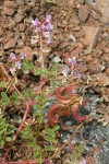 John Day Milkvetch