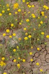 John Day's Pincushion