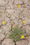 John Day's Pincushion