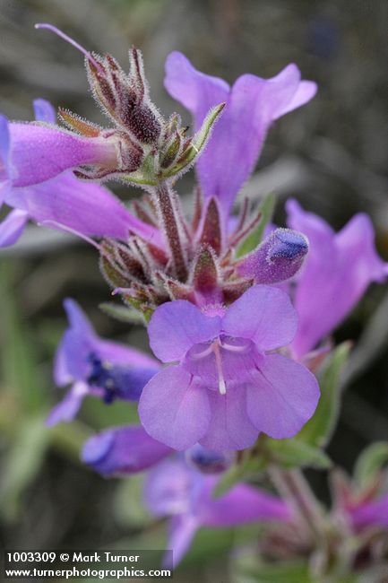 Penstemon eriantherus var. argillosus