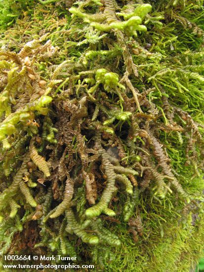 Porella navicularis