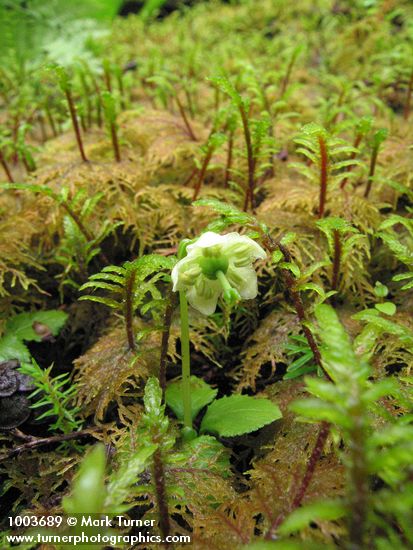 Moneses uniflora