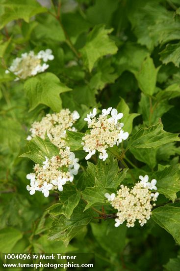 Viburnum opulus