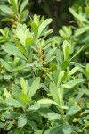 Sweet Gale foliage & immature fruit