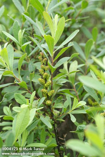 Myrica gale