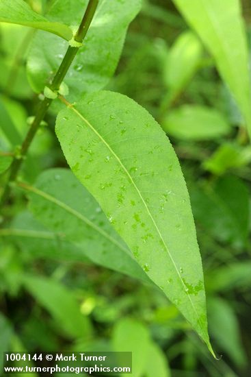 Salix lasiandra var. lasiandra
