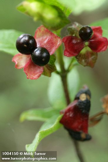 Lonicera involucrata