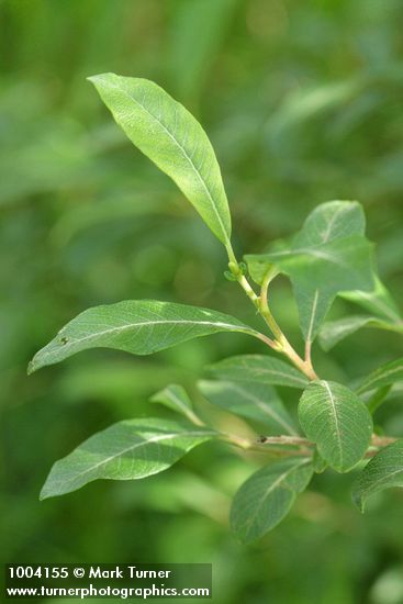 Salix hookeriana