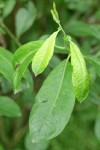 Hooker's Willow foliage