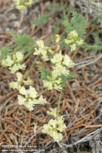 Astragalus misellus
