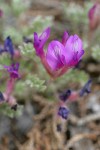 Woolly-pod Milkvetch
