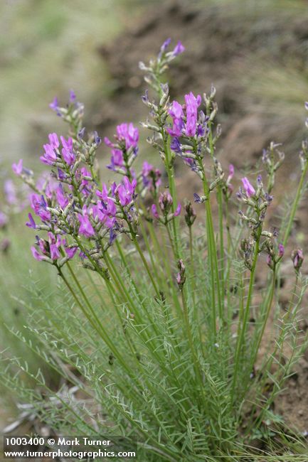 Astragalus reventus