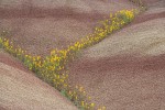 Golden Bee Plant & John Day's Pincushion in folds of Painted Hills