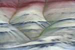 Golden Bee Plant & John Day's Pincushion in folds of Painted Hills