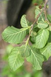 White Alder foliage reverse