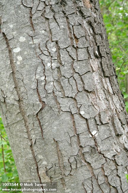 Alnus rhombifolia