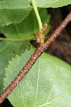 Water Birch twig detail