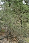 Curl-leaf Mountain Mahogany