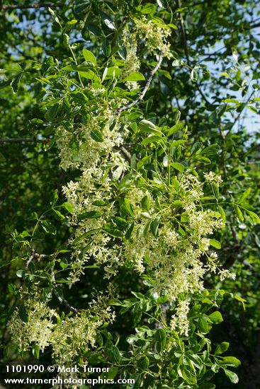 Fraxinus dipetala
