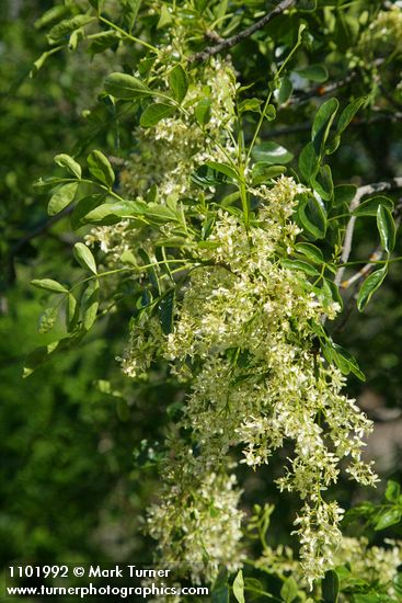 Fraxinus dipetala