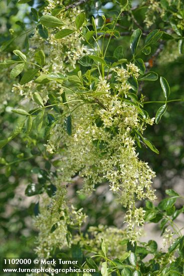 Fraxinus dipetala