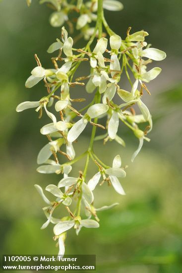 Fraxinus dipetala