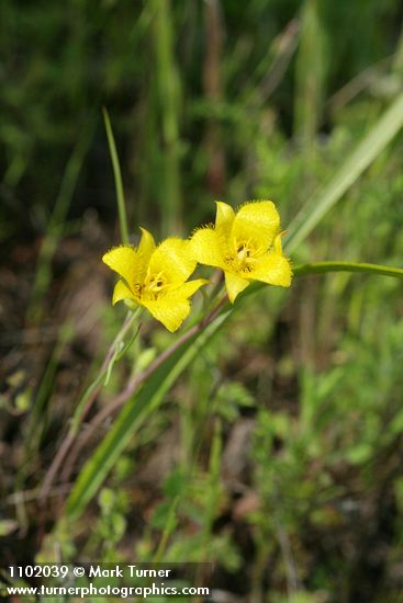 Calochortus monophyllus