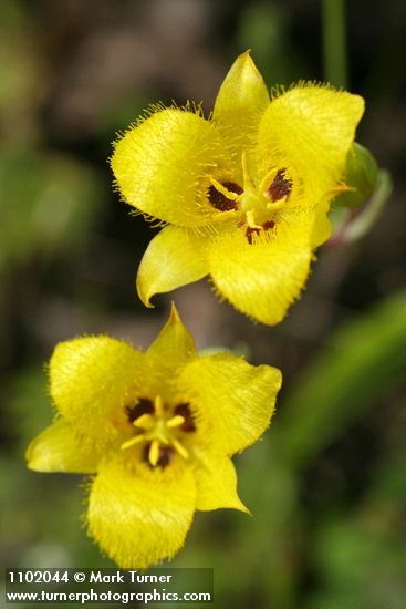 Calochortus monophyllus