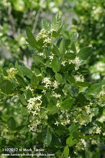 Ptelea crenulata