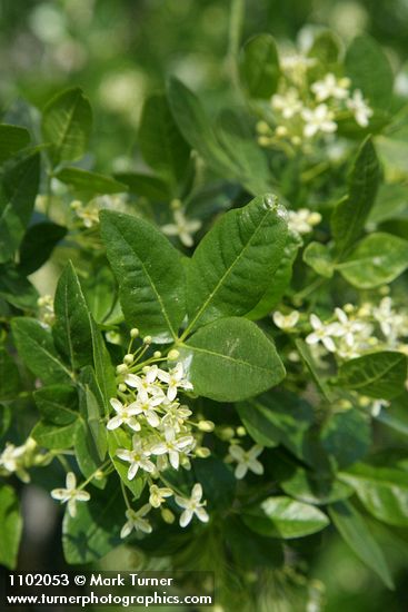 Ptelea crenulata
