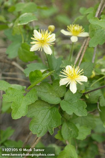 Clematis lasiantha