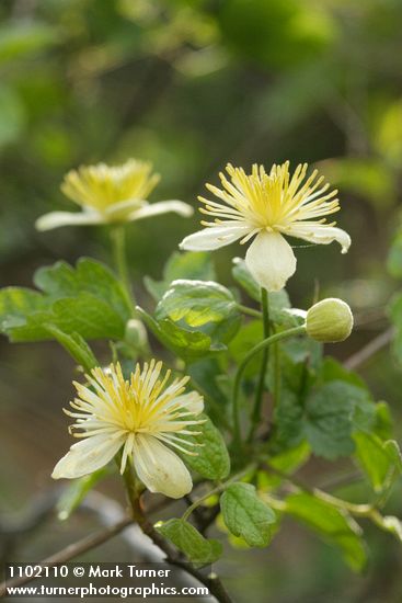 Clematis lasiantha