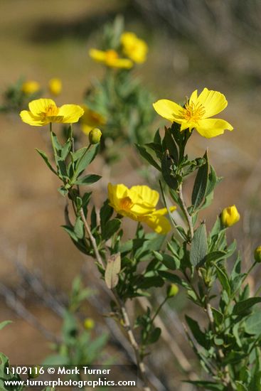 Dendromecon rigida