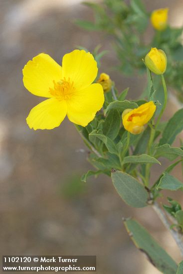 Dendromecon rigida