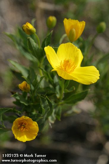 Dendromecon rigida