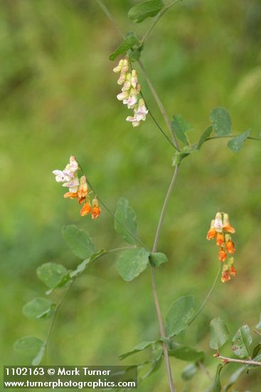 Lathyrus sulphureus