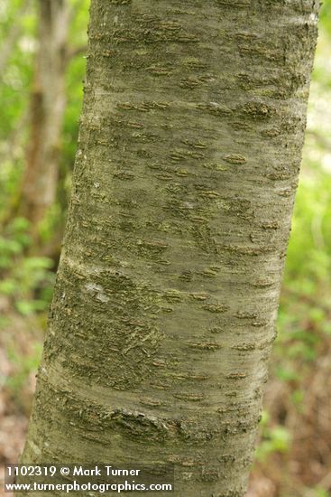 Prunus avium