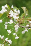 Sweet Cherry blossoms
