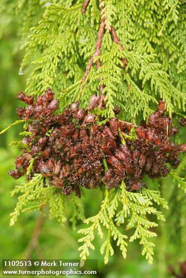 Thuja plicata