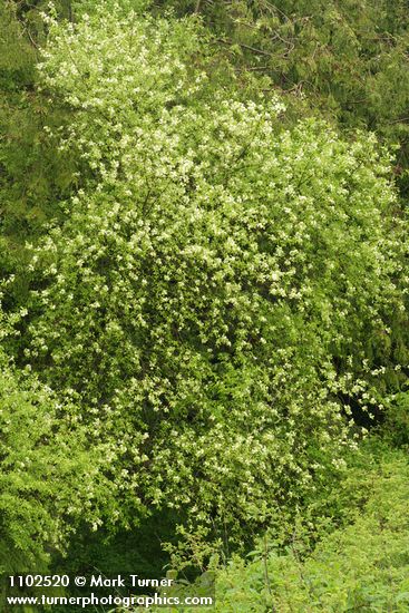 Prunus emarginata