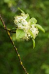Bitter Cherry blossoms