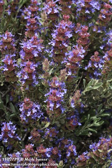 Salvia dorrii