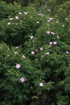 Pearhip Rose