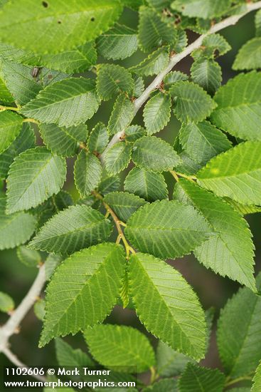 Ulmus pumila