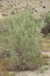 Sandbar Willow