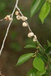 Siberian Elm seeds & foliage