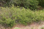 Bebb Willow thicket