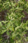 Bebb Willow foliage