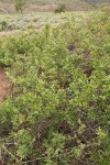 Bebb Willow thicket