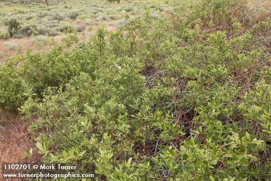 Salix bebbiana
